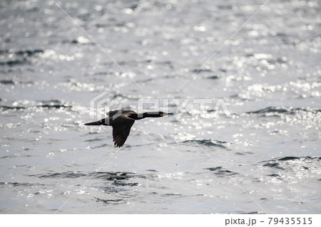 A lonely forelock cormorant flies over the water. Black bird in flight over the sea. Sea life. 79435515