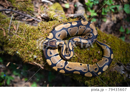 Graceful royal python on moss top view. Beautiful curves of the serpentine body. Graceful royal python on moss top view. Beautiful curves of the serpentine body. 79435607