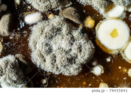 The process of spoiling food close-up. Study of the nature of mold. 79435641