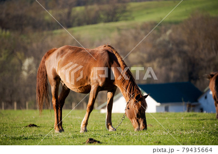 An adult horse grazes on a green meadow. Behind her are high hills and country houses. 79435664