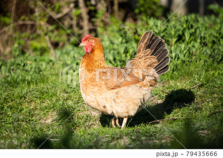 Chicken on a green meadow close-up. The chicken stands on the grass and looks into the distance. Chicken on a green meadow close-up. The chicken stands on the grass and looks into the distance. 79435666