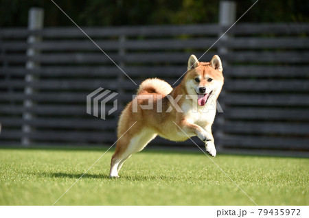 ドッグランで遊ぶ柴犬 79435972