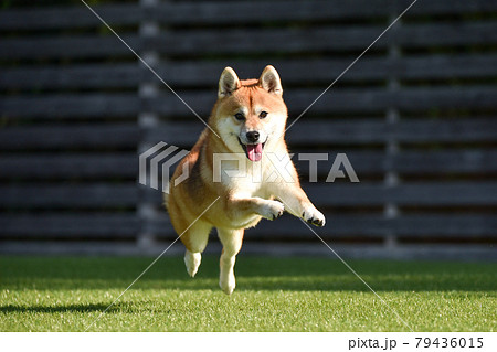 ドッグランで遊ぶ柴犬 79436015