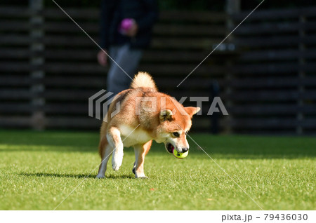 ドッグランで遊ぶ柴犬 ドッグランで遊ぶ柴犬 79436030