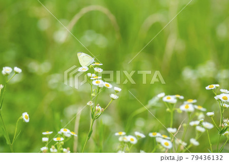 花 見よ 蝶 79436132