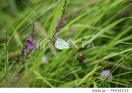 花 見よ 蝶 79436153