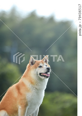 ドッグランでおすましする柴犬 79436517