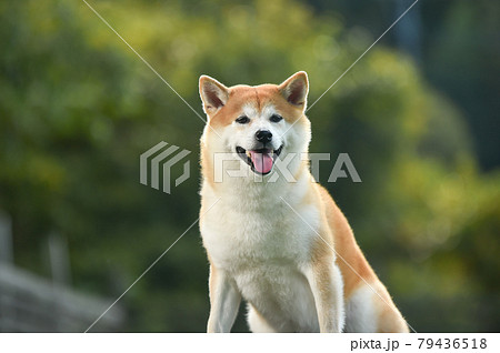 ドッグランでおすましする柴犬 79436518