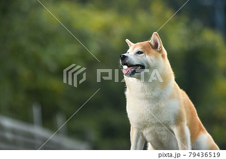 ドッグランでおすましする柴犬 79436519