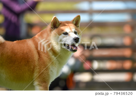 ドッグランでおすましする柴犬 79436520