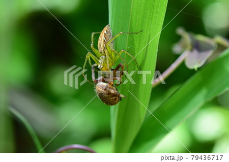 オニグモの一種を捕食するササグモ オニグモの一種を捕食するササグモ 79436717