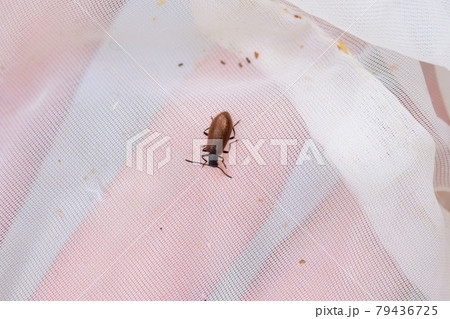 ハムシダマシ ハムシダマシ 79436725