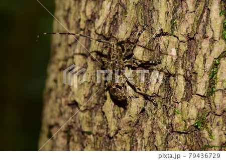 ナガゴマフカミキリ 79436729