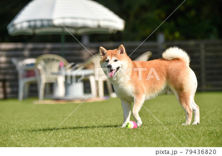 ドッグランで遊ぶ柴犬 79436820