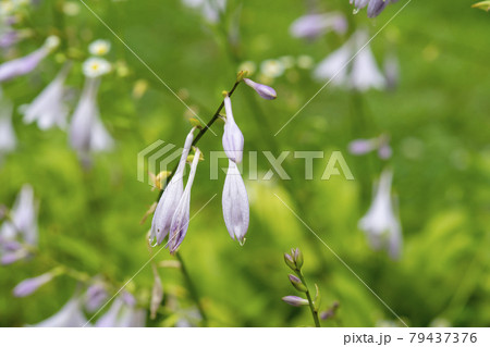 植物 花 ビビチュ 79437376