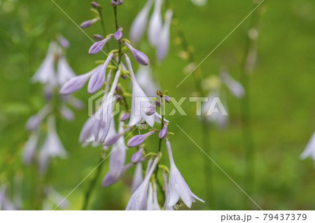植物 花 ビビチュ 79437379