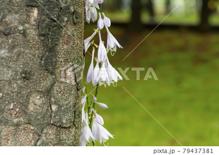 花 木 ビビチュ 79437381