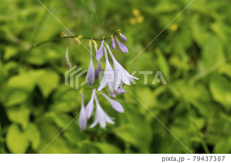 植物 花 ビビチュ 79437387