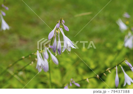 植物 花 ビビチュ 79437388