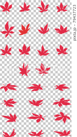 26種類の紅葉のイラストセット 26種類の紅葉のイラストセット 79437723