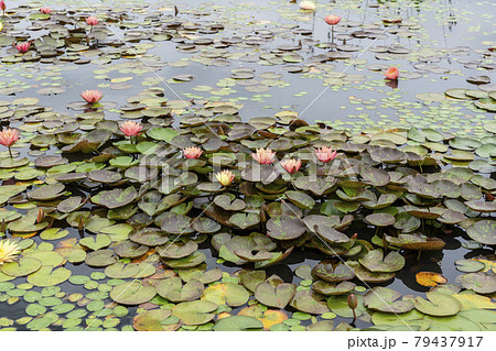 池 修練 花 79437917