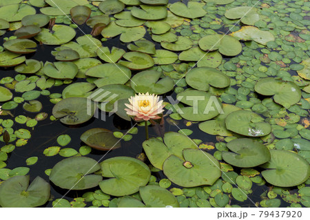池 修練 花 79437920