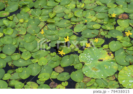 池 修練 花 79438015
