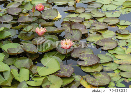 池 修練 花 79438035