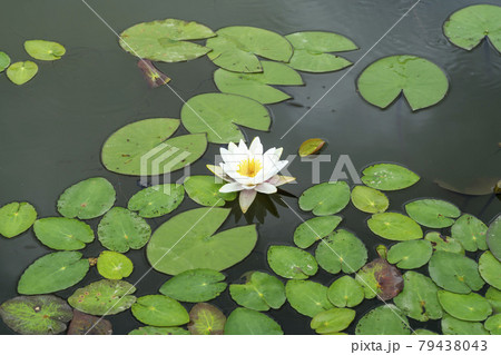 池 修練 花 79438043