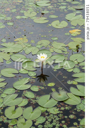 池 修練 花 79438051