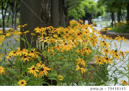 植物 花 オオハンゴンソウ属 79438143