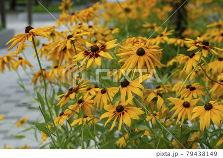 植物 花 オオハンゴンソウ属 79438149