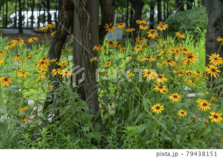 植物 花 オオハンゴンソウ属 79438151