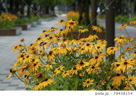 植物 花 オオハンゴンソウ属 79438154