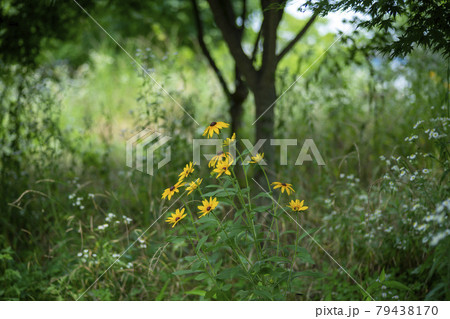 植物 花 オオハンゴンソウ属 79438170