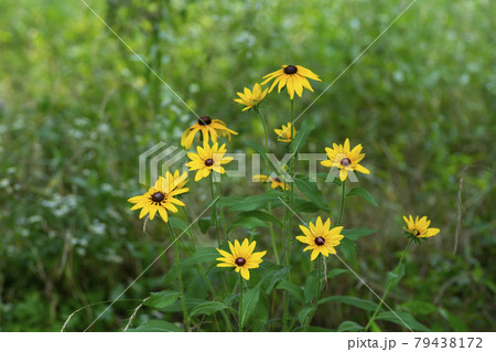 植物 花 オオハンゴンソウ属 79438172