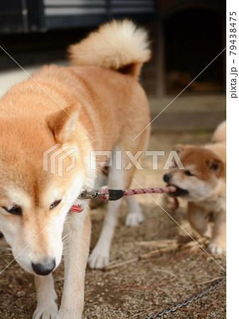 親犬にじゃれつく柴犬の子犬 可愛いの写真素材