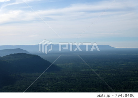 fog in the forest 79438486