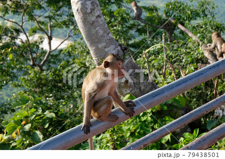 Monkey sitting on railings 79438501