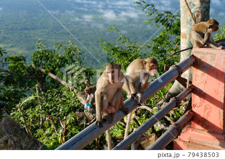 Monkeys sitting on railings 79438503