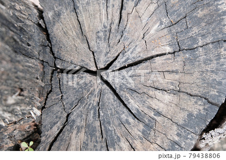old tree stump texture background 79438806