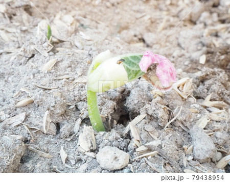 地面から生え始めてきた、いんげん豆の芽 79438954