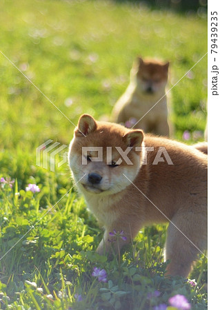 可愛い柴犬の子犬 じゃれ合うの写真素材