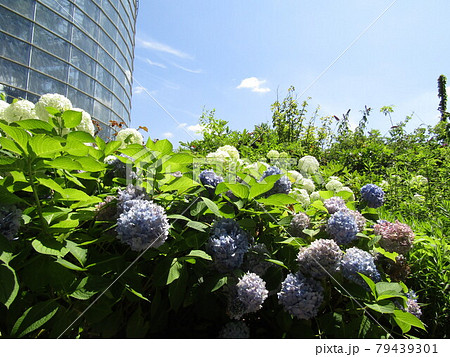 花の梅雨の時期に良く合う紫陽花の白い花と青色の花の写真素材