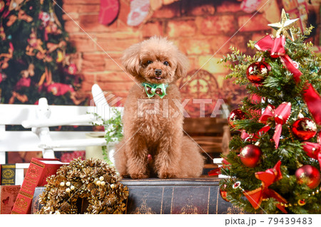 クリスマス背景セットでおすましするトイプードル クリスマス背景セットでおすましするトイプードル 79439483