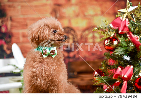 クリスマス背景セットでおすましするトイプードル クリスマス背景セットでおすましするトイプードル 79439484