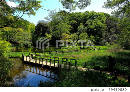 国立科学博物館附属自然教育園 79439880