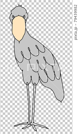 ハシビロコウ　線画 79439982