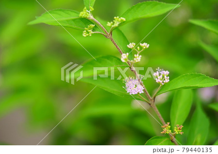 コムラサキの可憐な花4 コムラサキの可憐な花4 79440135
