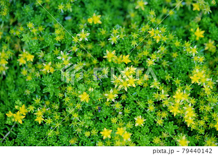 可憐な花が咲いた初夏のセダム5 79440142
